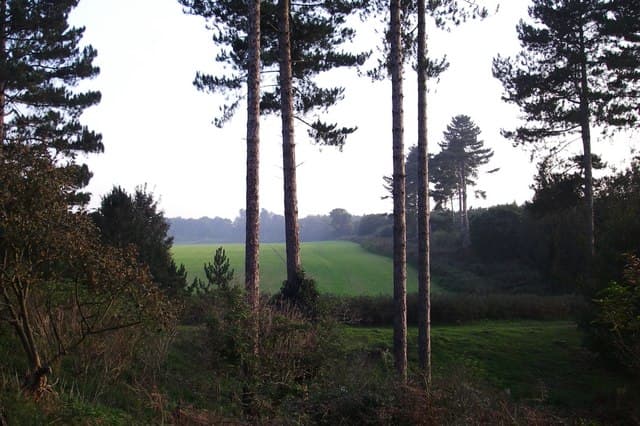 Clairière de la forêt de Rendlesham, site présumé de l'atterrissage.